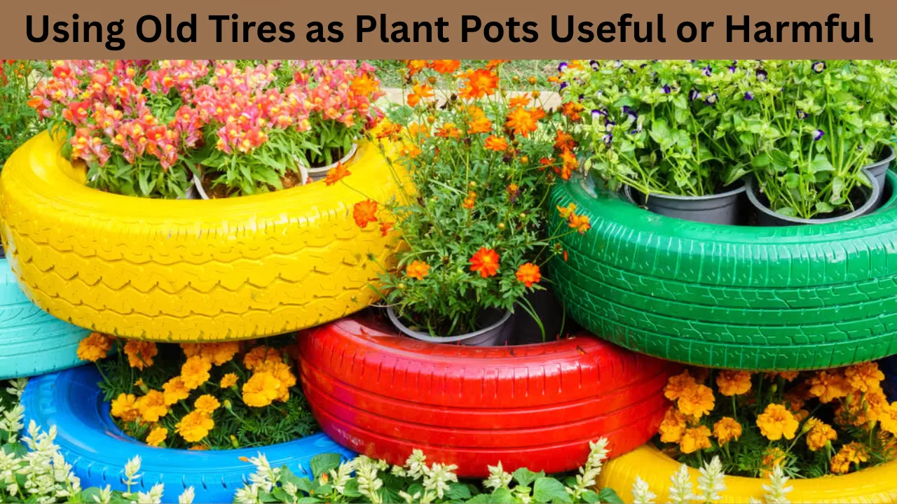 Using Old Tires as Plant Pots Useful or Harmful